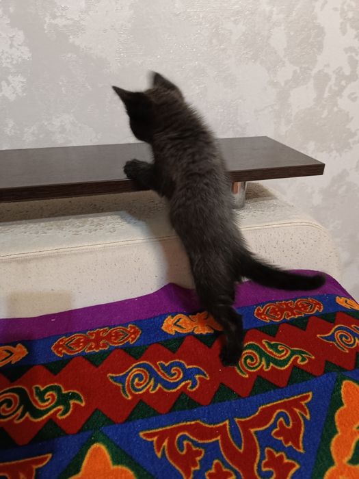 Отдам серого котёнка (мальчик)