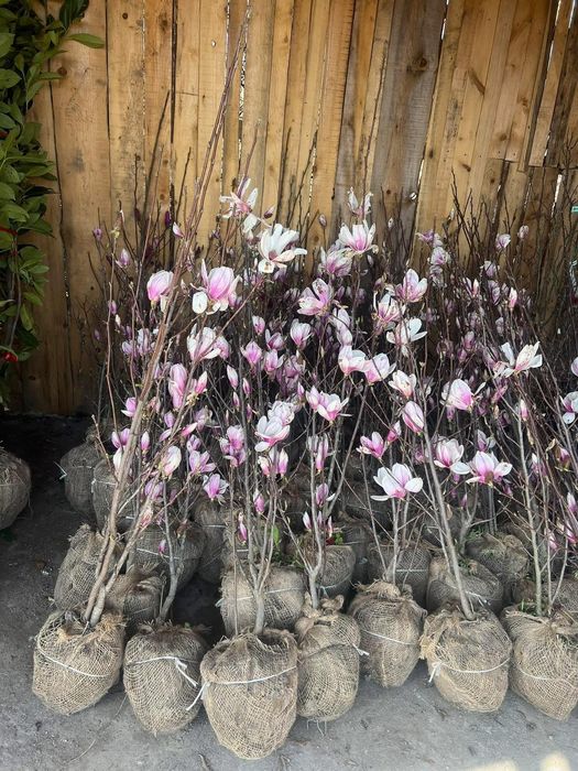 Magnolia roz gazon artificial