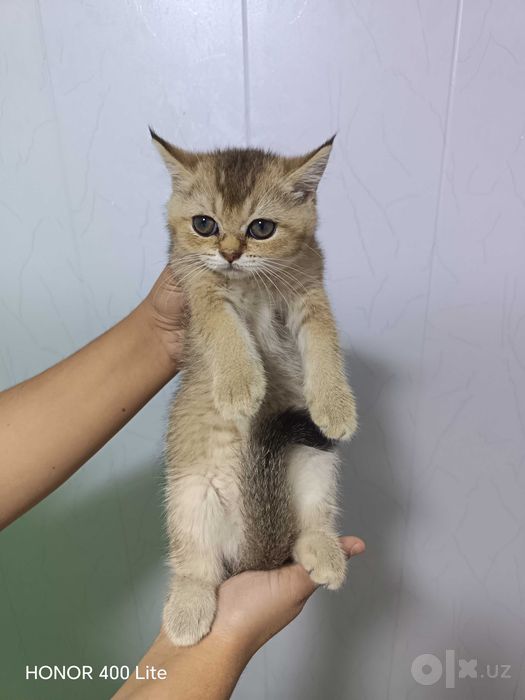 Ug'il qiz  fold va shinshila