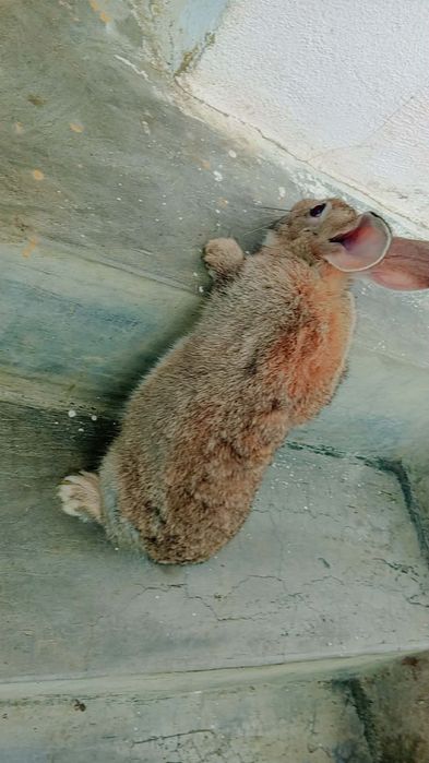 Iepuri diferite vârste