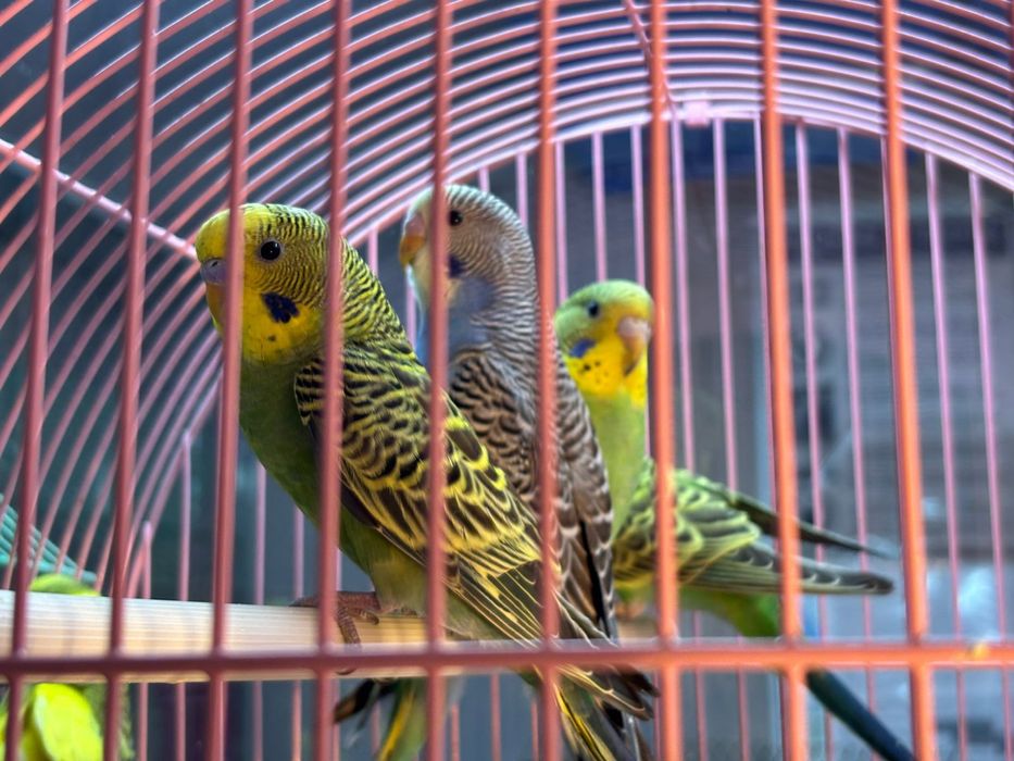 Попугай волнистые