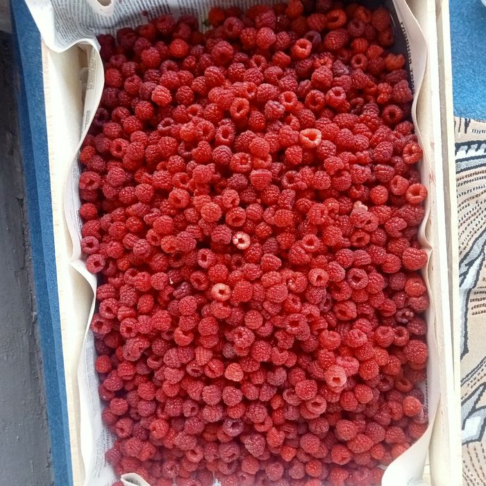 Малина саженцы  бабые лето