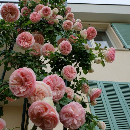 Trandafir 3m " Urcator" regiunea Toscana " altoit cu Ronsard