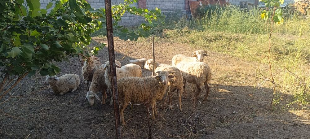 Продам баран мериносы