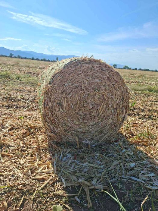 Продавам Бали царевичак