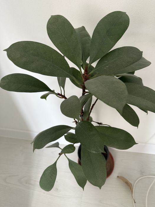 Продам цветы  комнатные