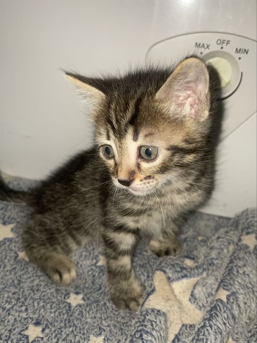 Продам бенгальских котят