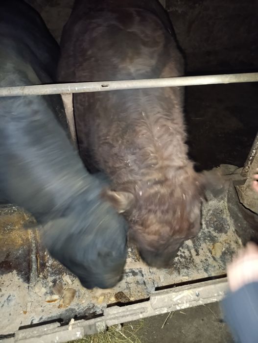 Бука сотилади живой вес