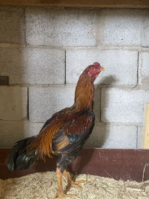 Продам петушка дакана