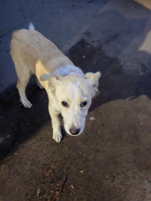 Потерялся в раёне Патапова 45