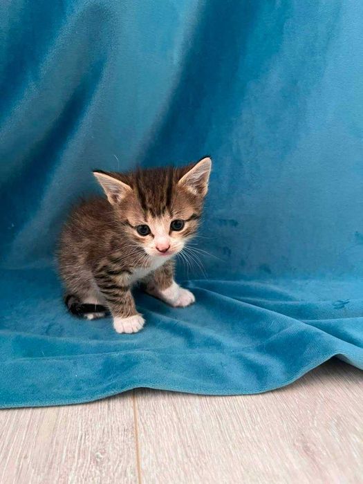 Отдадим котят в добрые руки!