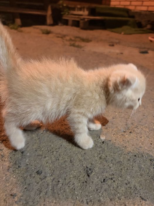 Отдам в добрые руки котят