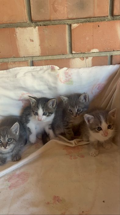 отдам котят в добрые руки