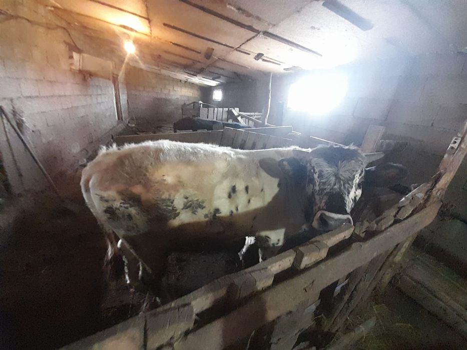 1.5 жаста бұқа сатылады