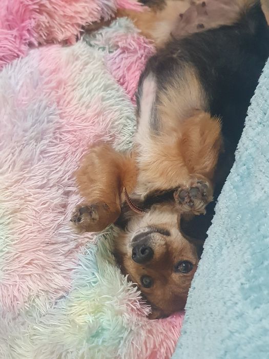 Спешно търси дом