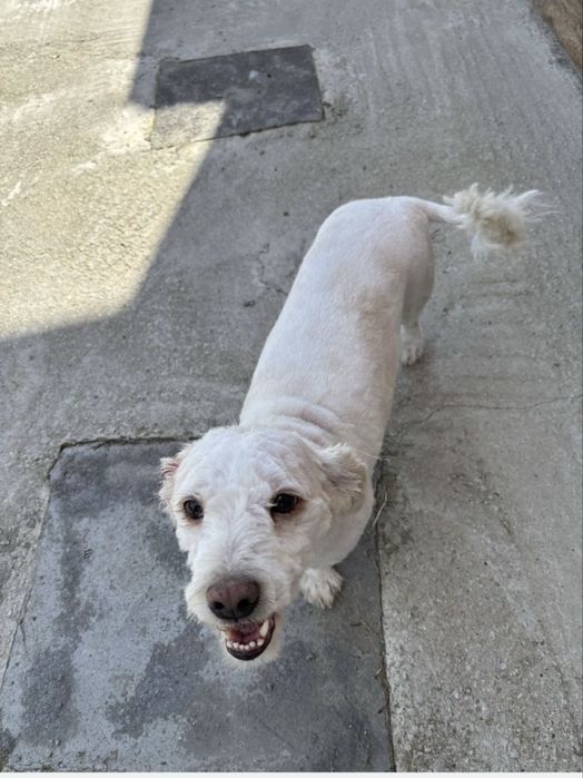 Tuns caini de orice talie