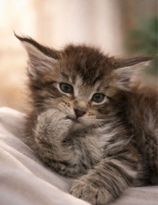 Продам котенка Мейн кун