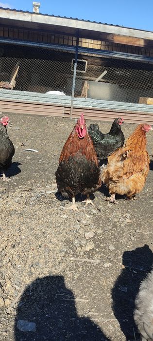 Петух брама орпингтон