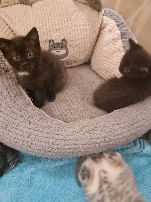 Котята  скоттиш страйт и фолд.