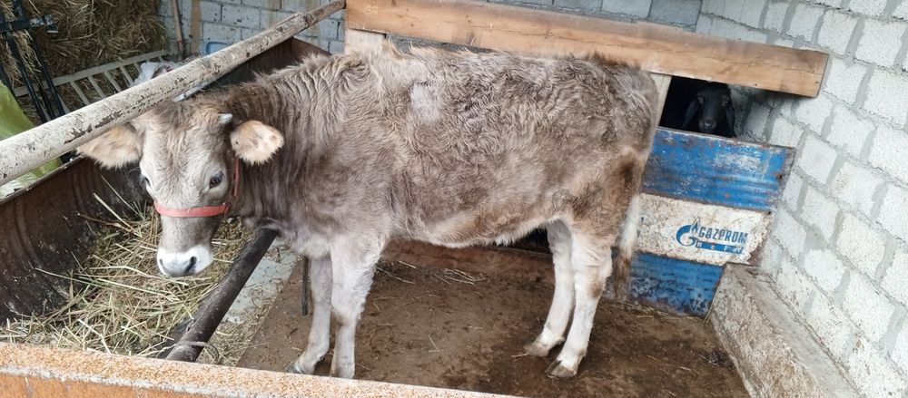 Tana sotiladi 15 mňl