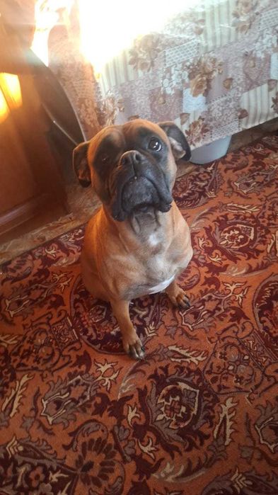 Грэте нужен дом и ответственные хозяева