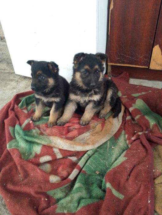 Овчарка немецкая .