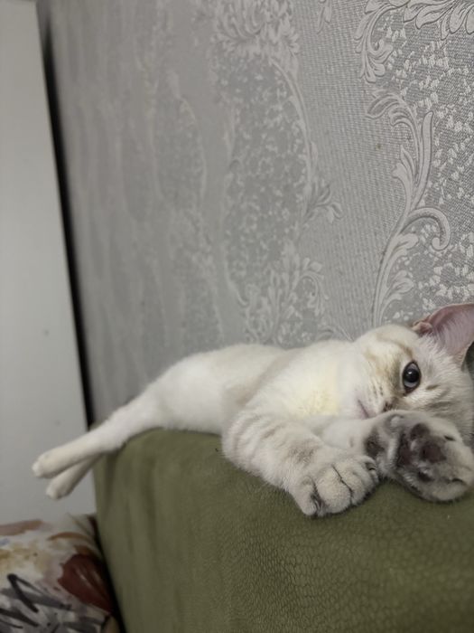 Кот Британец смесь Шотландцем