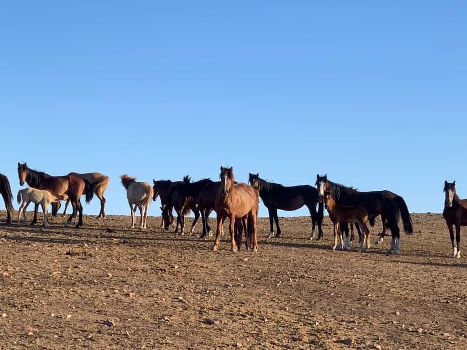 Кобыл, Жеребенок, согым