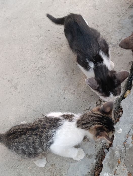 Mushukchalar Mexribon insonlarga xadya qilinadi