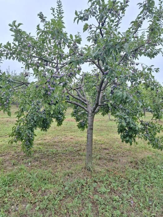 Prune anna spath