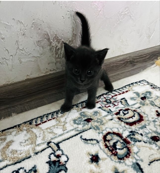 Котенок бесплатно