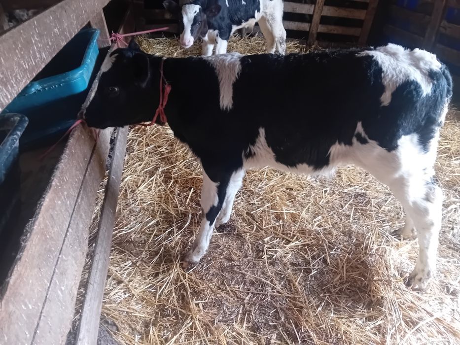 Vitel de trei săptămâni