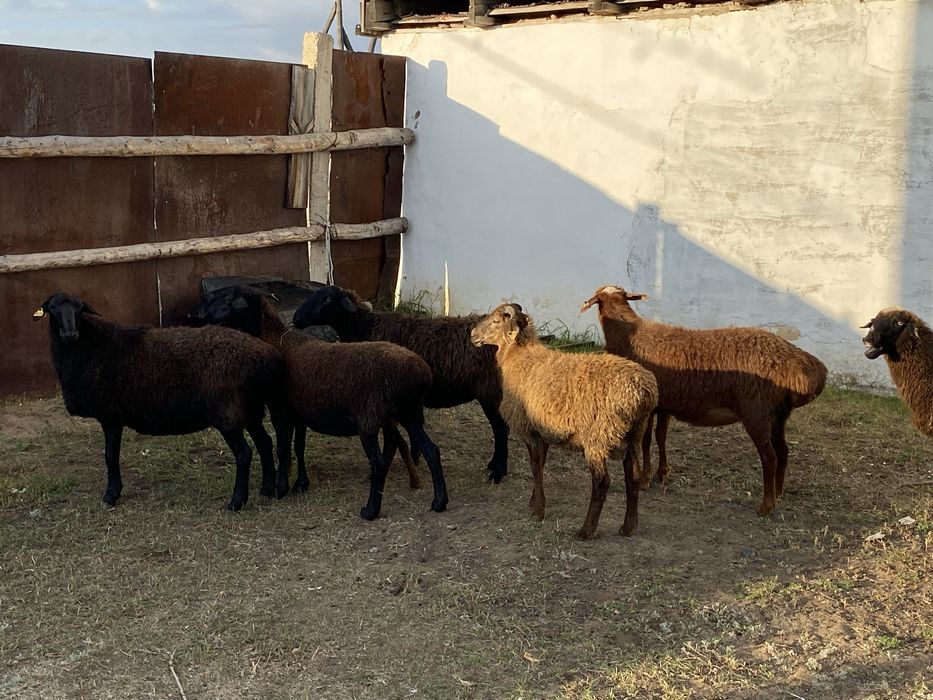 Продам баран на развод