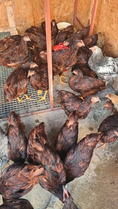 Pui Rhode Island Red