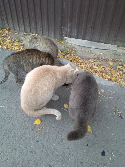 Помогите котятам