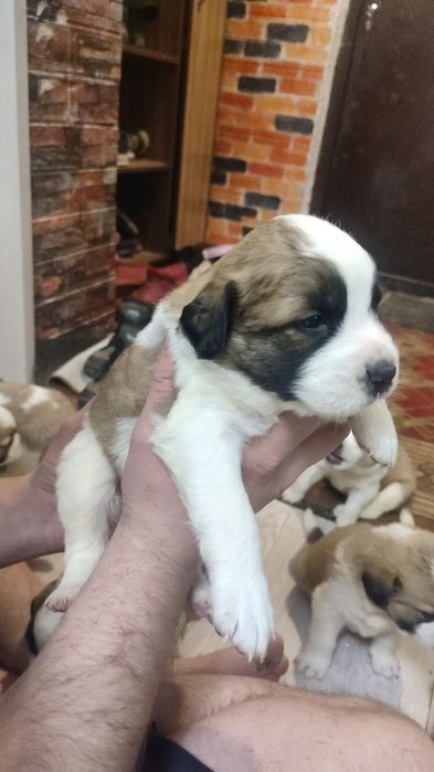 Московская сторожевая