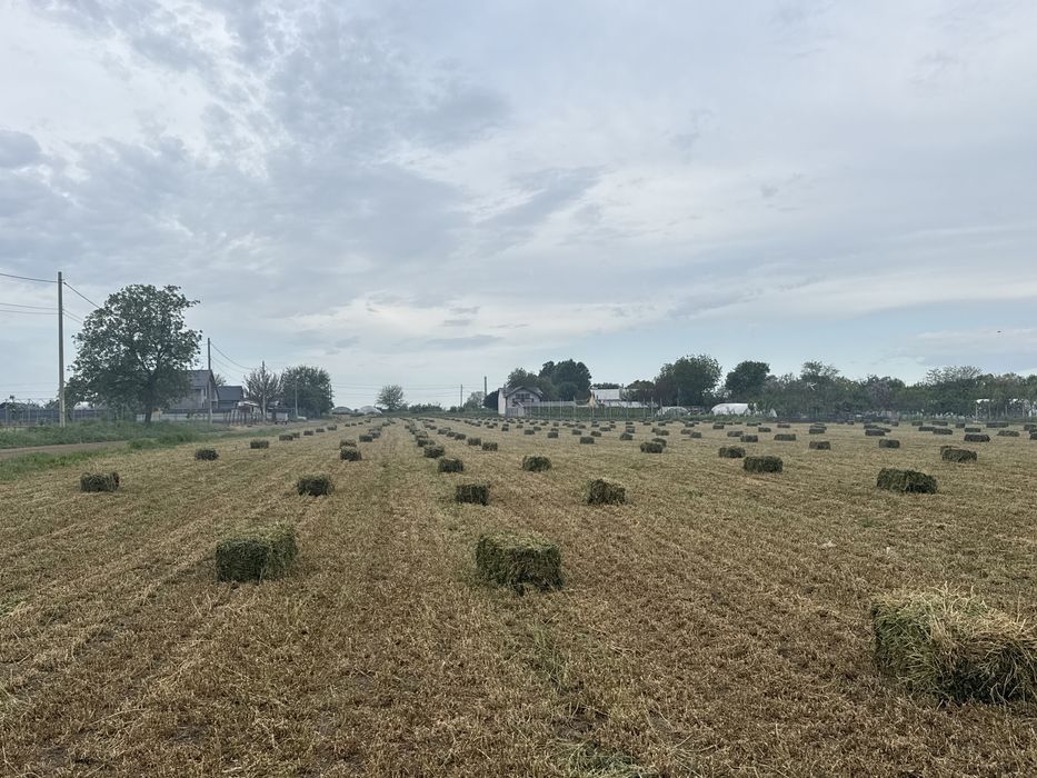 Baloti lucerna  coasa 1 / anul 2