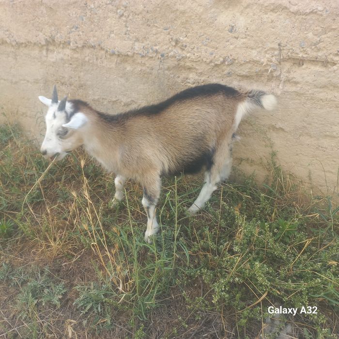 Алпий ұрғашы лақ