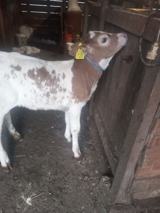 Vând vițica și vițel