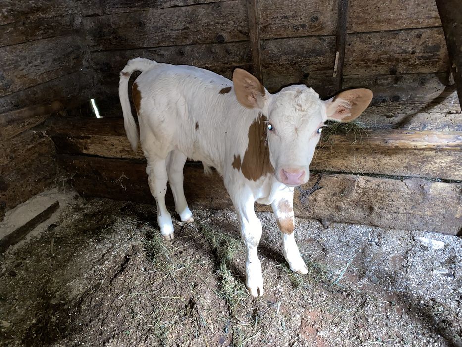 Vaca de vanzare