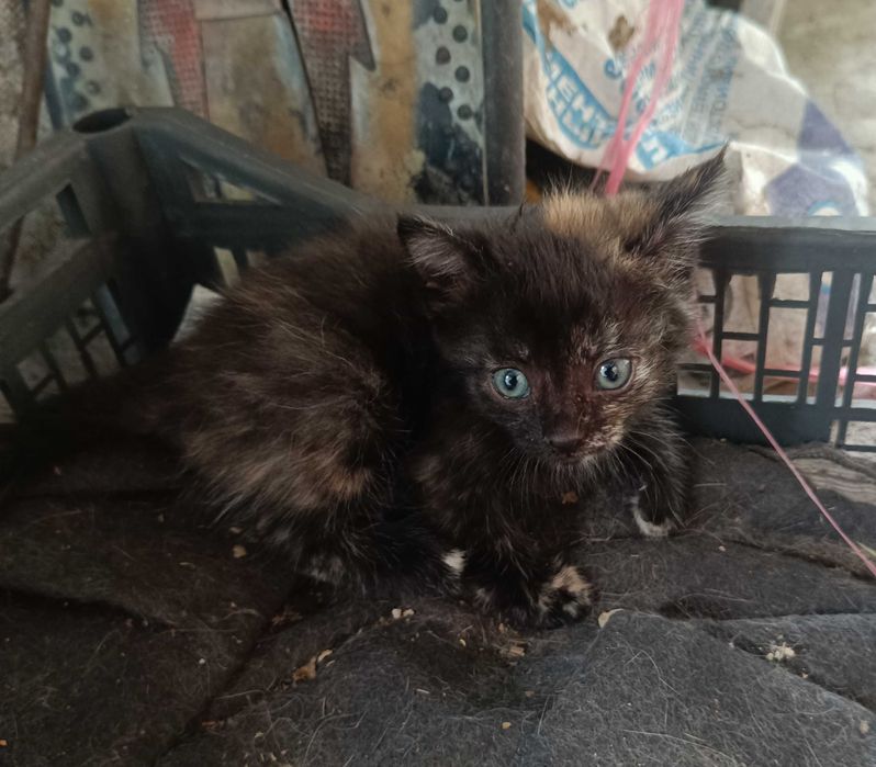 Котята за бесплатно
