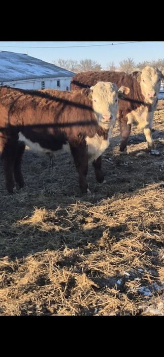 Ак бас букалар бычки сатылады.