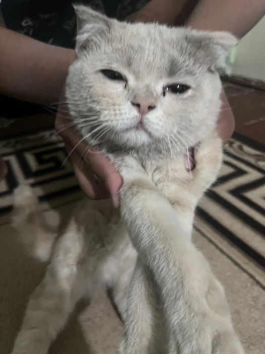 Mushug zor oyinqarogʻ