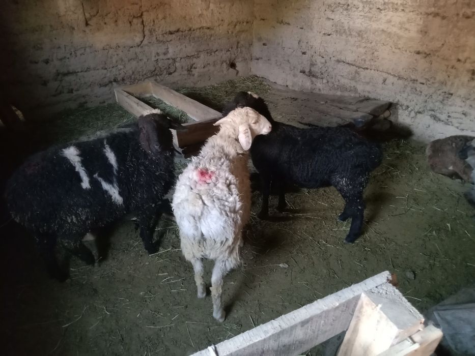 Кепе Қозылар.Еркек