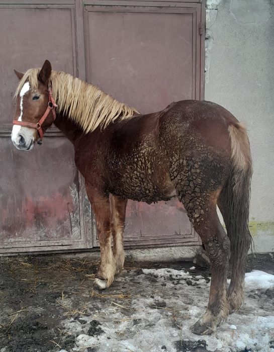 Mânz de vânzare de 1 an și 6 luni