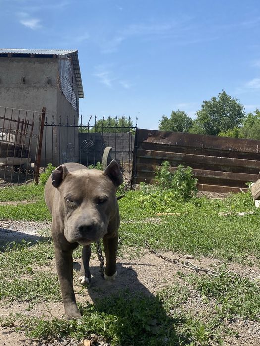 Продам Пидбуль добрый срочно!!