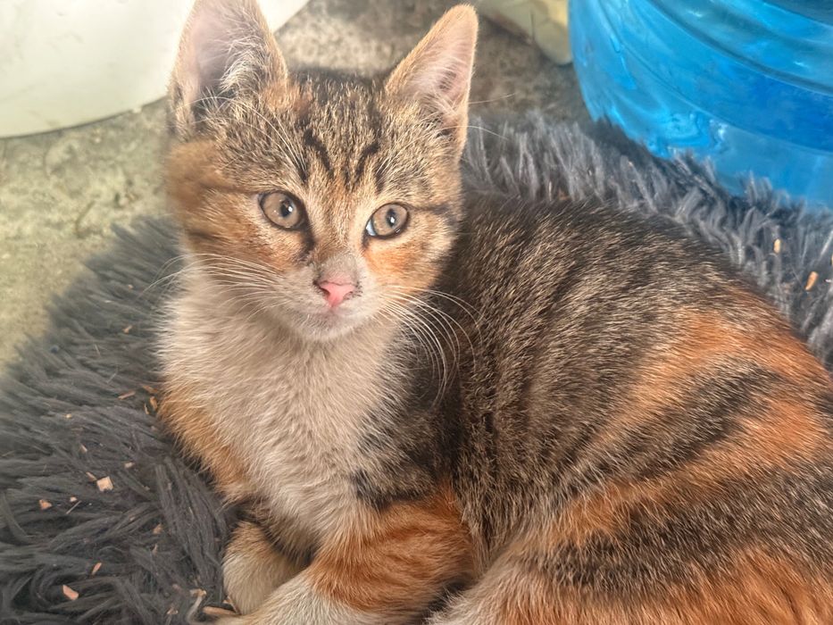 Pisicute spre adoptie