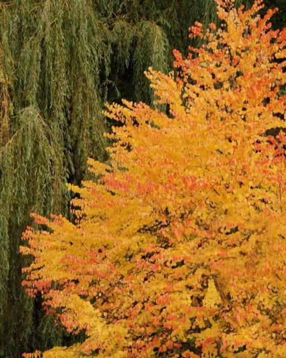 Arborele De Zahar ( Katsura Parfum de Caramel )