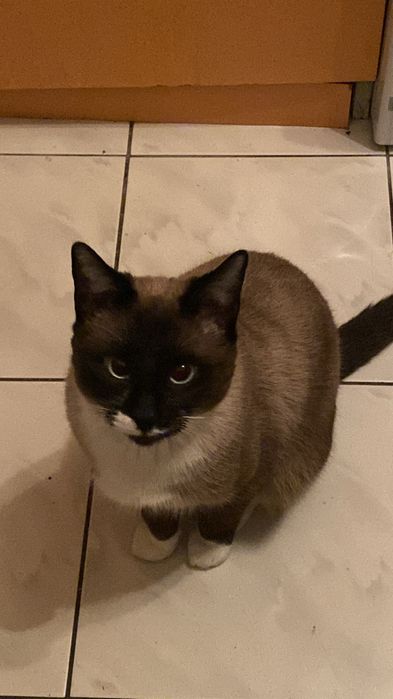 Donez o pisica de 3 luni si un motan de 1 an !!!