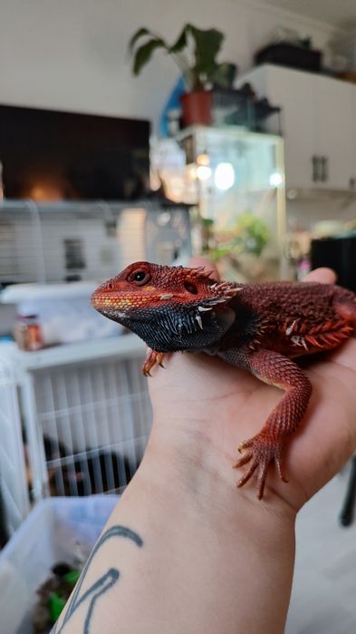 Агама Red Monster